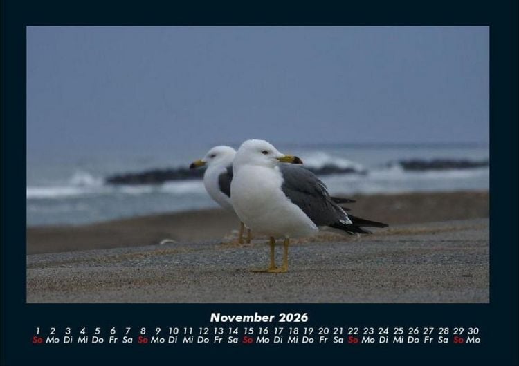 Produktbild: M&ouml;wen 2026 Fotokalender DIN A4