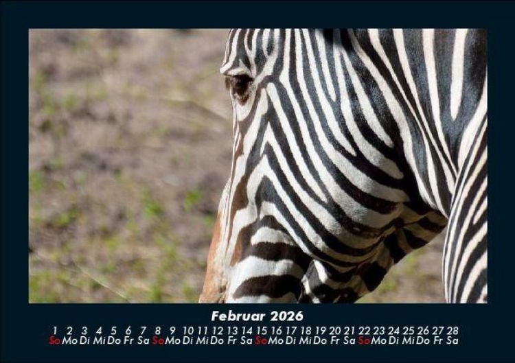 Produktbild: Zebrazauber 2026 Fotokalender DIN A5