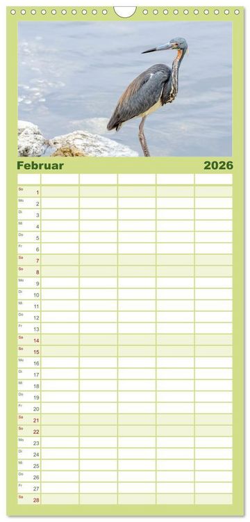 Produktbild: Familienplaner 2026 - Blaureiher und Dreifarbenreiher mit 5 Spalten (Wandkalender, 21 x 45 cm) CALVENDO