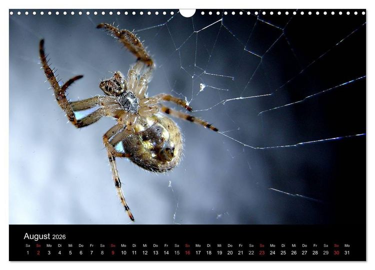 Produktbild: Unsere Spinnen - im Gespr&auml;ch (Wandkalender 2026 DIN A3 quer), CALVENDO Monatskalender