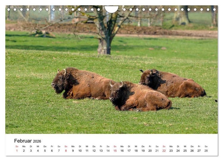 Produktbild: Wilde Tiere unserer Heimat (Wandkalender 2026 DIN A4 quer), CALVENDO Monatskalender