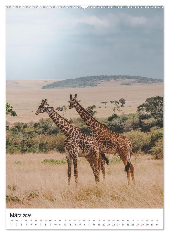Produktbild: Giraffe - Bemerkenswerte Tiere. (Wandkalender 2026 DIN A2 hoch), CALVENDO Monatskalender