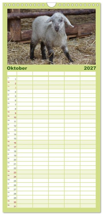 Produktbild: Familienplaner 2027 - Das Leben der Schafe mit 5 Spalten (Wandkalender, 21 x 45 cm) CALVENDO