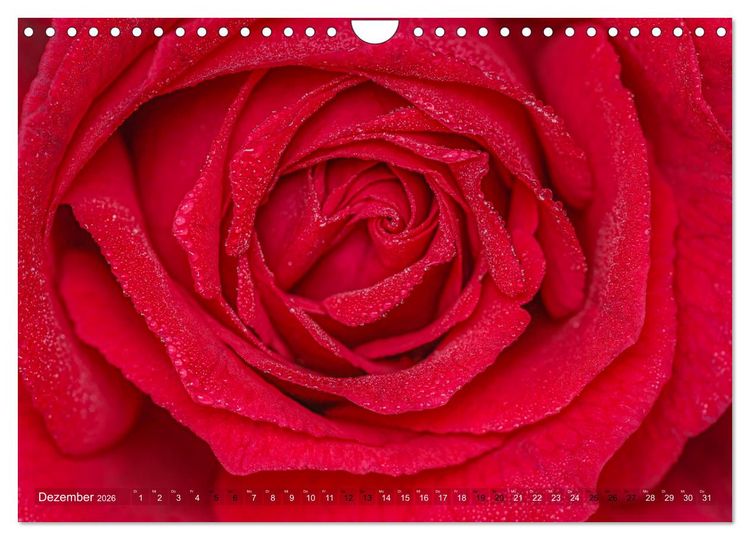 Produktbild: Rosen im Morgentau (Wandkalender 2026 DIN A4 quer), CALVENDO Monatskalender