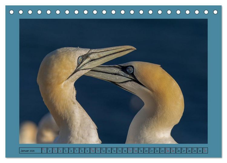 Produktbild: Helgoland und seine Basst&ouml;lpel (Tischkalender 2026 DIN A5 quer), CALVENDO Monatskalender