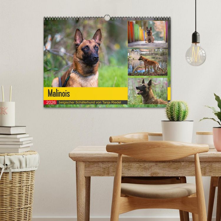 Produktbild: Malinois - belgischer Sch&auml;ferhund (Wandkalender 2026 DIN A3 quer), CALVENDO Monatskalender