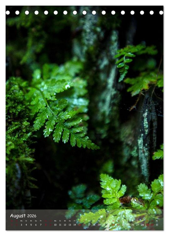 Produktbild: Lebensraum Wald (Tischkalender 2026 DIN A5 hoch), CALVENDO Monatskalender