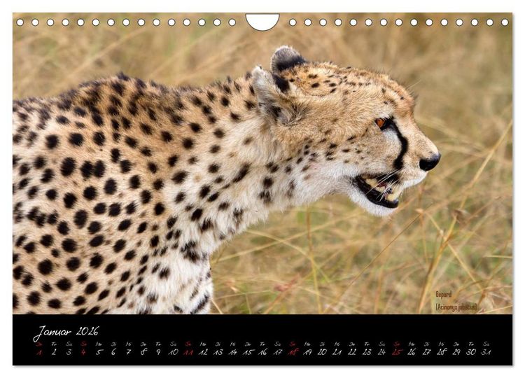 Produktbild: Faszination Afrika - wilde Tiere der Masai Mara - Kenia (Wandkalender 2026 DIN A4 quer), CALVENDO Monatskalender