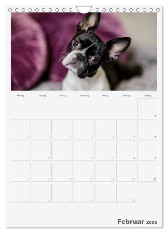 Produktbild: Boston Terrier der Hund 2026 (Wandkalender 2026 DIN A4 hoch), CALVENDO Monatskalender