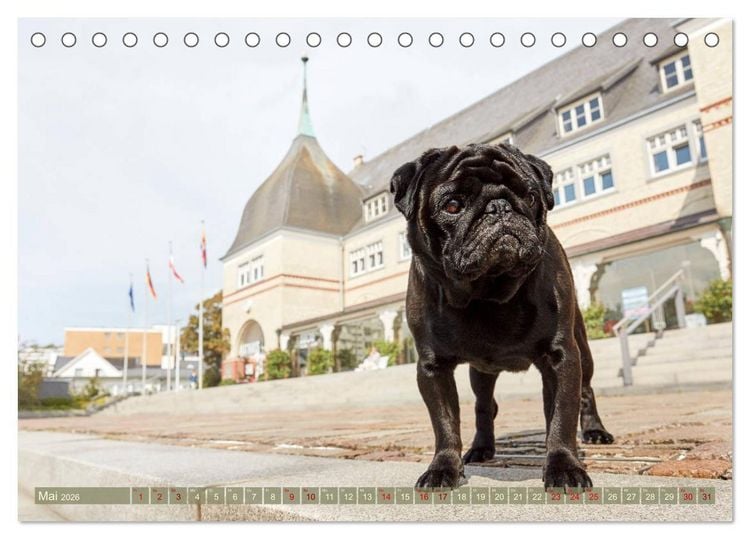Produktbild: Sylt - Insel der M&ouml;pse (Tischkalender 2026 DIN A5 quer), CALVENDO Monatskalender
