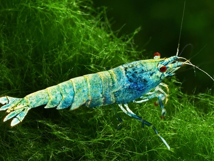 Produktbild: CALVENDO Puzzle Caridina cantonensis - Blue Bolt | 1000 Teile Lege-Gr&ouml;&szlig;e 64x48cm Foto-Puzzle f&uuml;r gl&uuml;ckliche Stunden