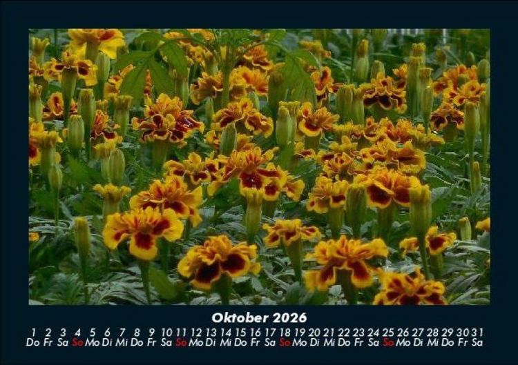 Produktbild: Blumentr&auml;ume 2026 Fotokalender DIN A5