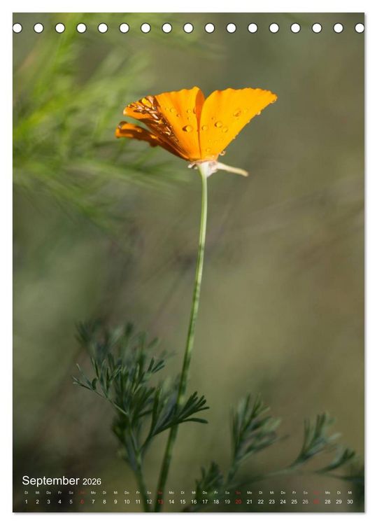 Produktbild: NATUR PUR Kleine Blumen am Wegesrand (Tischkalender 2026 DIN A5 hoch), CALVENDO Monatskalender