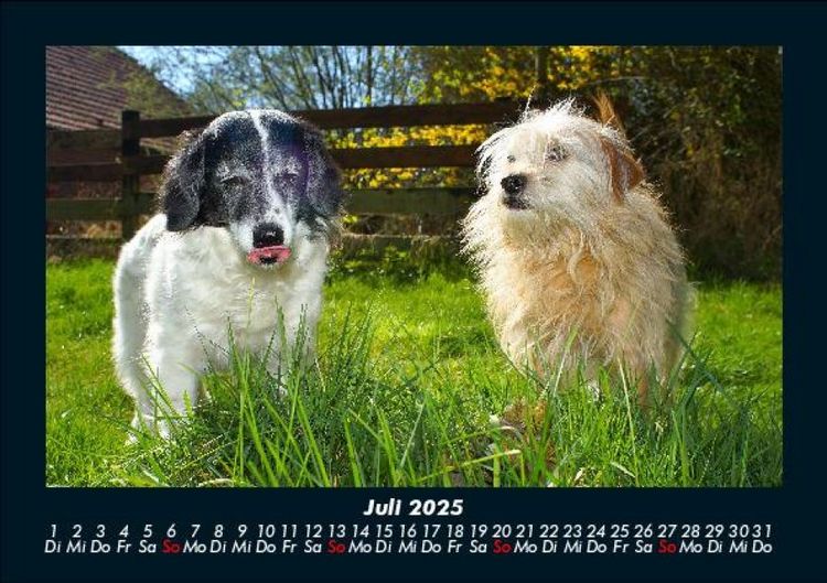 Produktbild: Der Hundekalender 2025 Fotokalender DIN A5