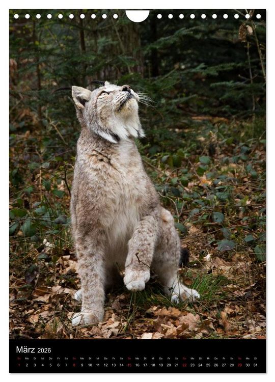 Produktbild: Der Luchs - Europas gr&ouml;&szlig;te Samtpfote (Wandkalender 2026 DIN A4 hoch), CALVENDO Monatskalender