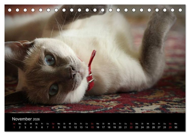 Produktbild: Haustiger - Ein Katzenkalender (Tischkalender 2026 DIN A5 quer), CALVENDO Monatskalender
