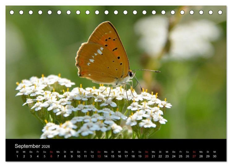 Produktbild: Schmetterlinge in Deutschland (Tischkalender 2026 DIN A5 quer), CALVENDO Monatskalender