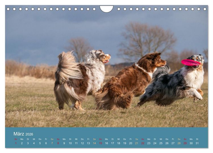 Produktbild: Mit Aussies unterwegs - Die bunte Welt der Australian Shepherds (Wandkalender 2026 DIN A4 quer), CALVENDO Monatskalender