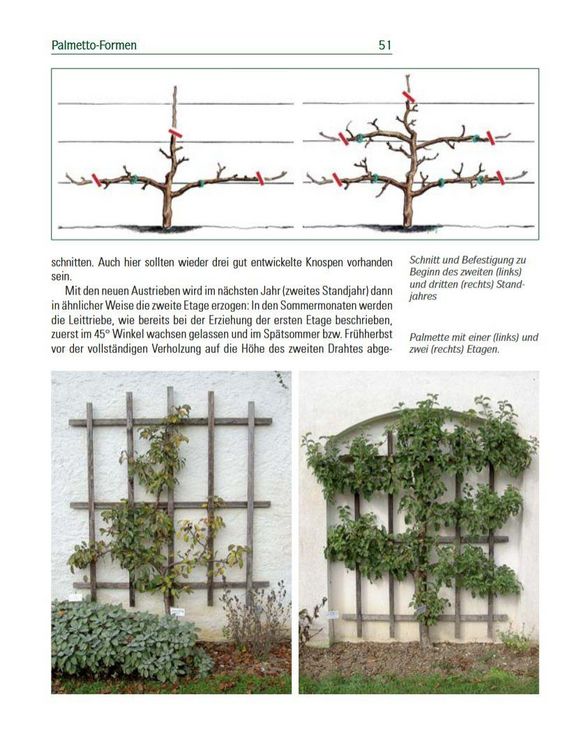 Produktbild: Spalierobst f&uuml;r Mauer, Hecke, Pergola...
