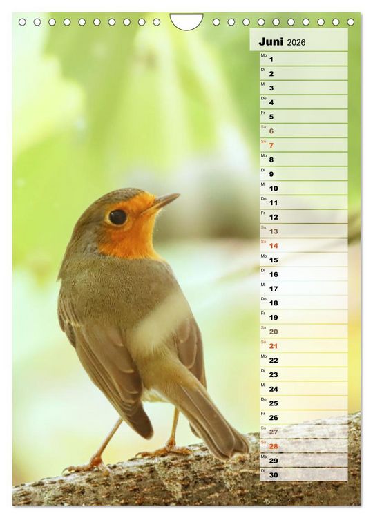 Produktbild: Niedliche Rotkehlchen (Wandkalender 2026 DIN A4 hoch), CALVENDO Monatskalender