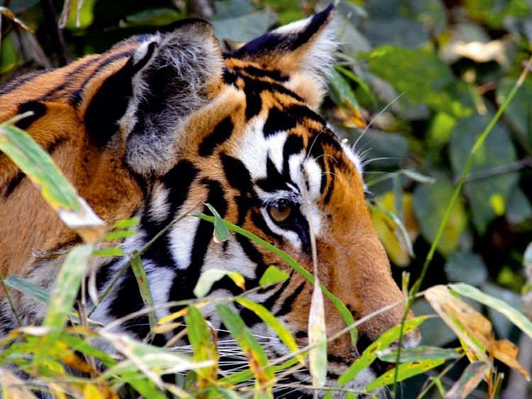 Produktbild: CALVENDO Puzzle Lauernder Tiger | 1000 Teile Lege-Gr&ouml;&szlig;e 64x48cm Foto-Puzzle f&uuml;r gl&uuml;ckliche Stunden
