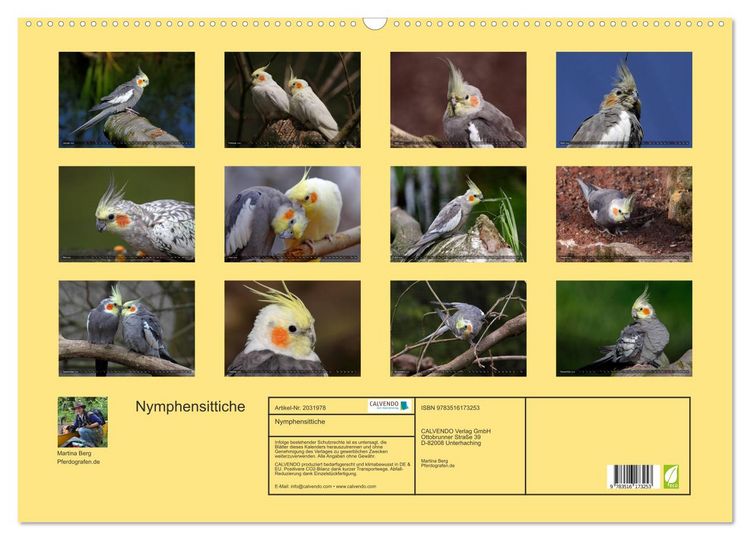 Produktbild: Nymphensittiche (Wandkalender 2026 DIN A2 quer), CALVENDO Monatskalender