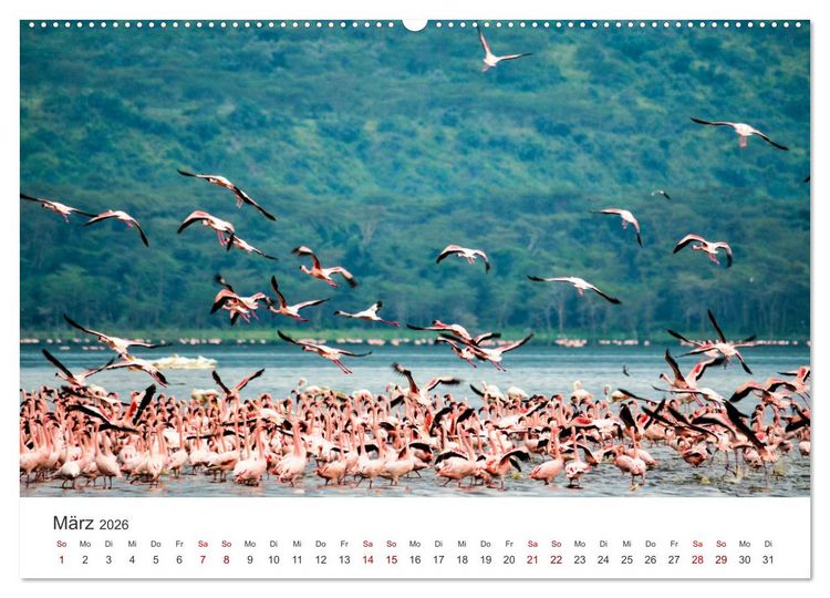 Produktbild: Kenia - Eine Safari durch unber&uuml;hrte Natur. (Wandkalender 2026 DIN A2 quer), CALVENDO Monatskalender