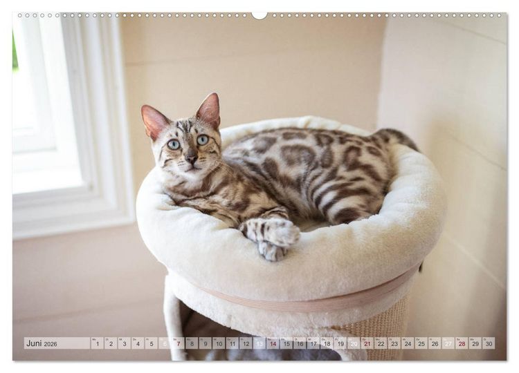 Produktbild: Wildes Wohnzimmer - Die Bengalkatze (hochwertiger Premium Wandkalender 2026 DIN A2 quer), Kunstdruck in Hochglanz