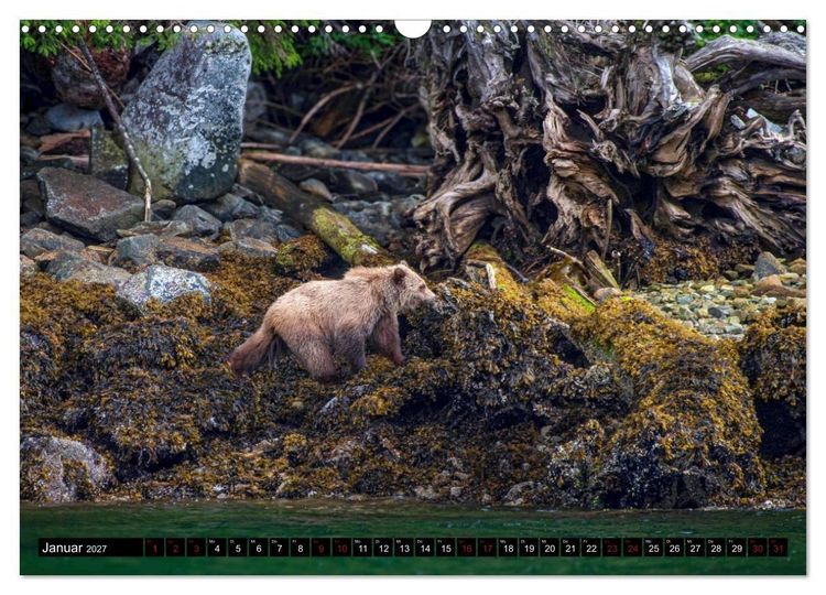 Produktbild: Grizzlys und Geisterb&auml;ren - Glendale Cove, Kanada (Wandkalender 2027 DIN A3 quer), CALVENDO Monatskalender