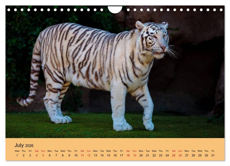 Produktbild: Just Bengal Tigers (Wall Calendar 2026 DIN A4 landscape), CALVENDO 12 Month Wall Calendar