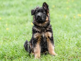 Produktbild: CALVENDO Puzzle Sch&auml;ferhund - Welpe H&uuml;ndin | 1000 Teile Lege-Gr&ouml;&szlig;e 64x48cm Foto-Puzzle f&uuml;r gl&uuml;ckliche Stunden