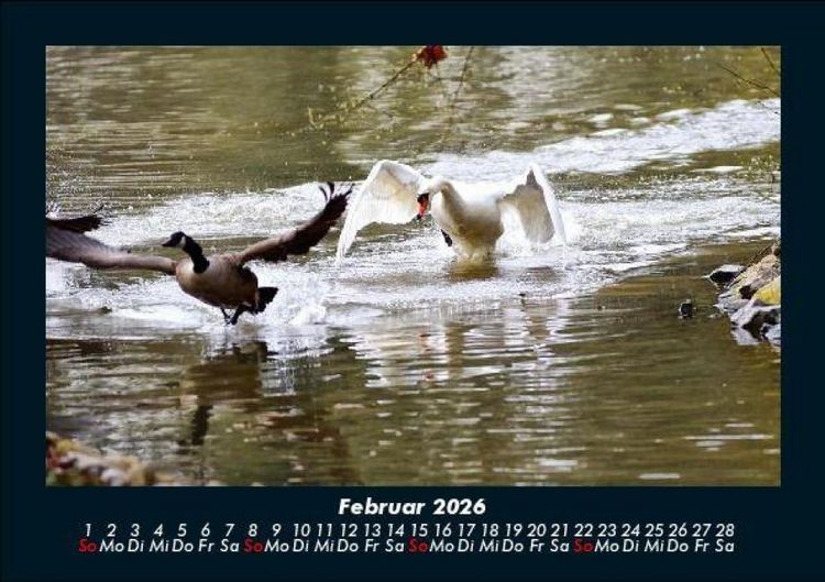Produktbild: Enten 2026 Fotokalender DIN A5