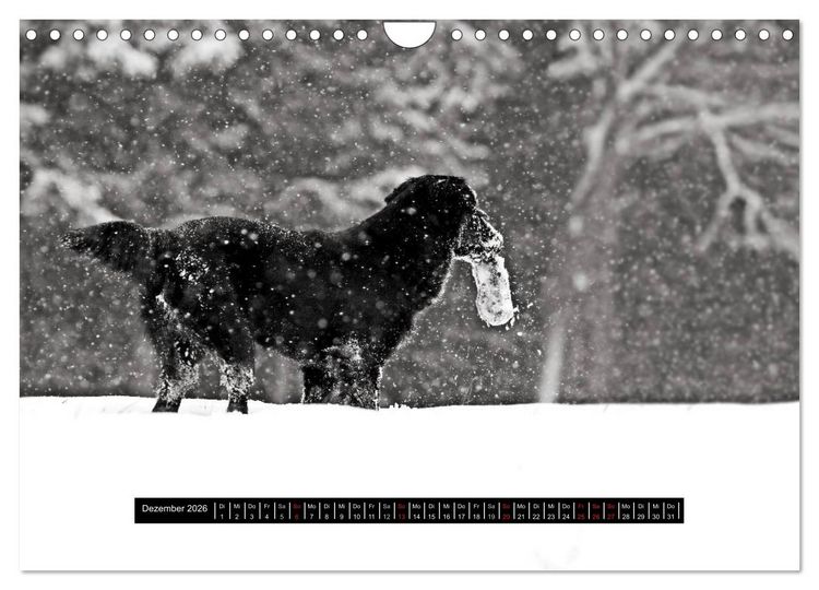 Produktbild: Flatcoated Retriever Black Edition (Wandkalender 2026 DIN A4 quer), CALVENDO Monatskalender