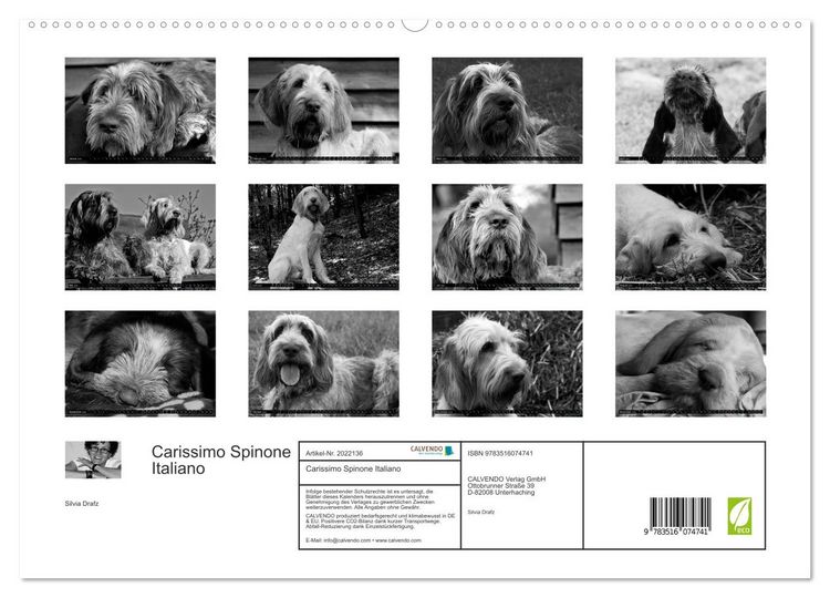 Produktbild: Carissimo Spinone Italiano (hochwertiger Premium Wandkalender 2026 DIN A2 quer), Kunstdruck in Hochglanz