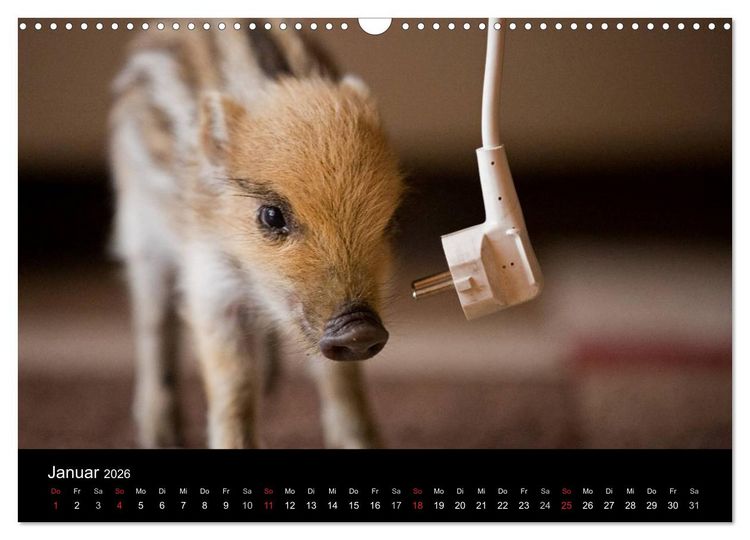 Produktbild: Kleine Schweinereien (Wandkalender 2026 DIN A3 quer), CALVENDO Monatskalender