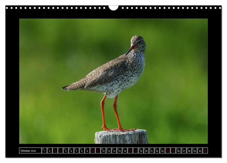 Produktbild: Niederrheinische Vogelwelt (Wandkalender 2026 DIN A3 quer), CALVENDO Monatskalender