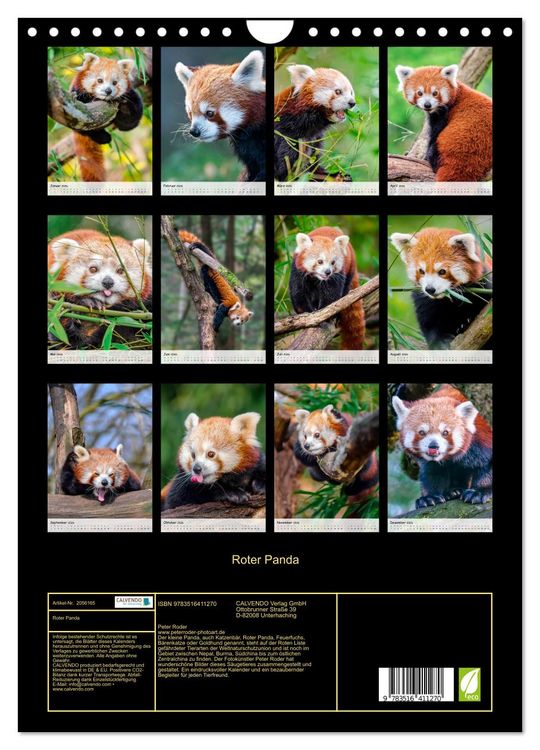 Produktbild: Roter Panda (Wandkalender 2026 DIN A4 hoch), CALVENDO Monatskalender
