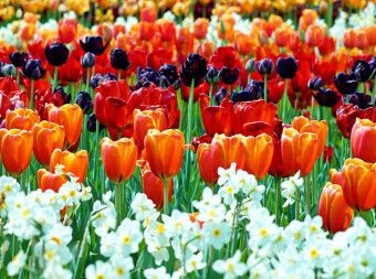 Produktbild: CALVENDO Puzzle Ein Motiv aus dem Kalender Farbenfrohe Tulpen 2017 | 2000 Teile Lege-Gr&ouml;&szlig;e 90x67cm Foto-Puzzle f&uuml;r gl&uuml;ckliche Stunden