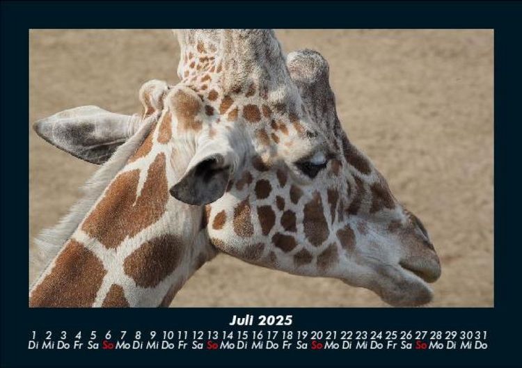 Produktbild: Giraffen 2025 Fotokalender DIN A5