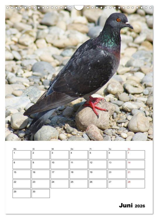 Produktbild: Tauben Terminplaner (Wandkalender 2026 DIN A3 hoch), CALVENDO Monatskalender