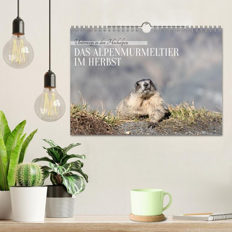 Produktbild: Unterwegs in den Hochalpen - Das Alpenmurmeltier im Herbst (Wandkalender 2026 DIN A4 quer), CALVENDO Monatskalender