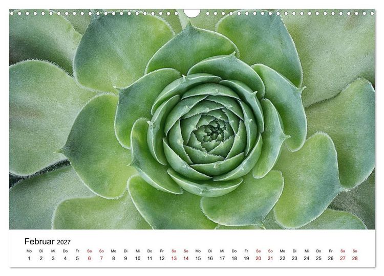 Produktbild: Sukkulenten Galerie (Wandkalender 2027 DIN A3 quer), CALVENDO Monatskalender