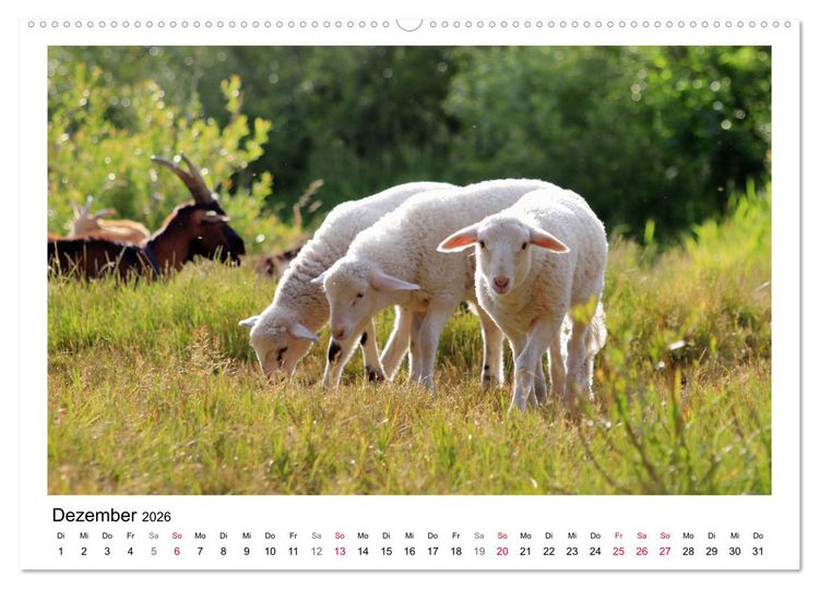 Produktbild: Sch&auml;fchen z&auml;hlen - Mit Schafen durchs Jahr (hochwertiger Premium Wandkalender 2026 DIN A2 quer), Kunstdruck in Hochglanz