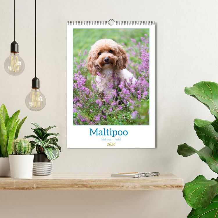Produktbild: Maltipoo - Malteser - Pudel 2026 (Wandkalender 2026 DIN A3 hoch), CALVENDO Monatskalender