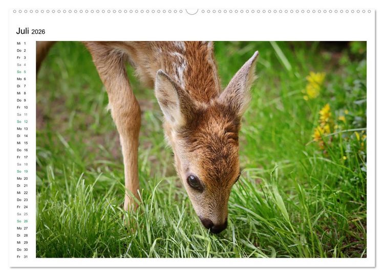 Produktbild: Rehkitze, zierliche Sch&ouml;nheiten mit gro&szlig;en, sanften Augen (hochwertiger Premium Wandkalender 2026 DIN A2 quer), Kunstdruck in Hochglanz