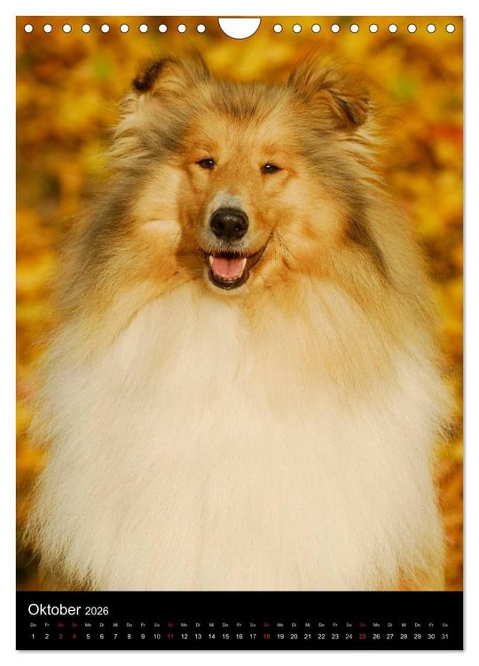 Produktbild: Collie 2026 (Wandkalender 2026 DIN A4 hoch), CALVENDO Monatskalender