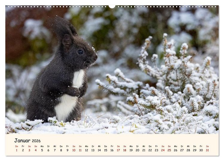 Produktbild: Oachkatzl (Wandkalender 2026 DIN A2 quer), CALVENDO Monatskalender