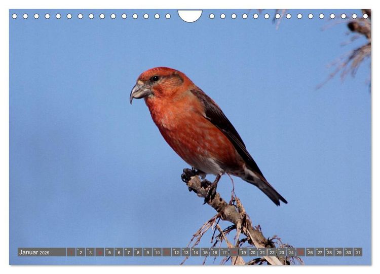 Produktbild: V&ouml;gel ganz nah (Wandkalender 2026 DIN A4 quer), CALVENDO Monatskalender