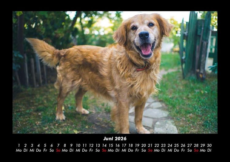 Produktbild: Hundezauber 2026 Fotokalender DIN A3