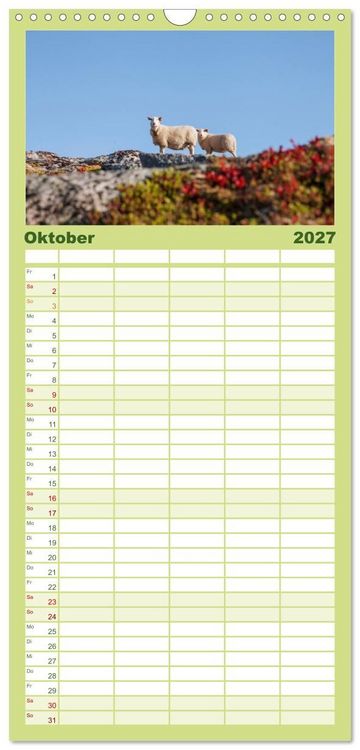 Produktbild: Familienplaner 2027 - Schafe - Weich und wollig mit 5 Spalten (Wandkalender, 21 x 45 cm) CALVENDO